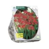 Crocosmia Lucifer per 15 stuks