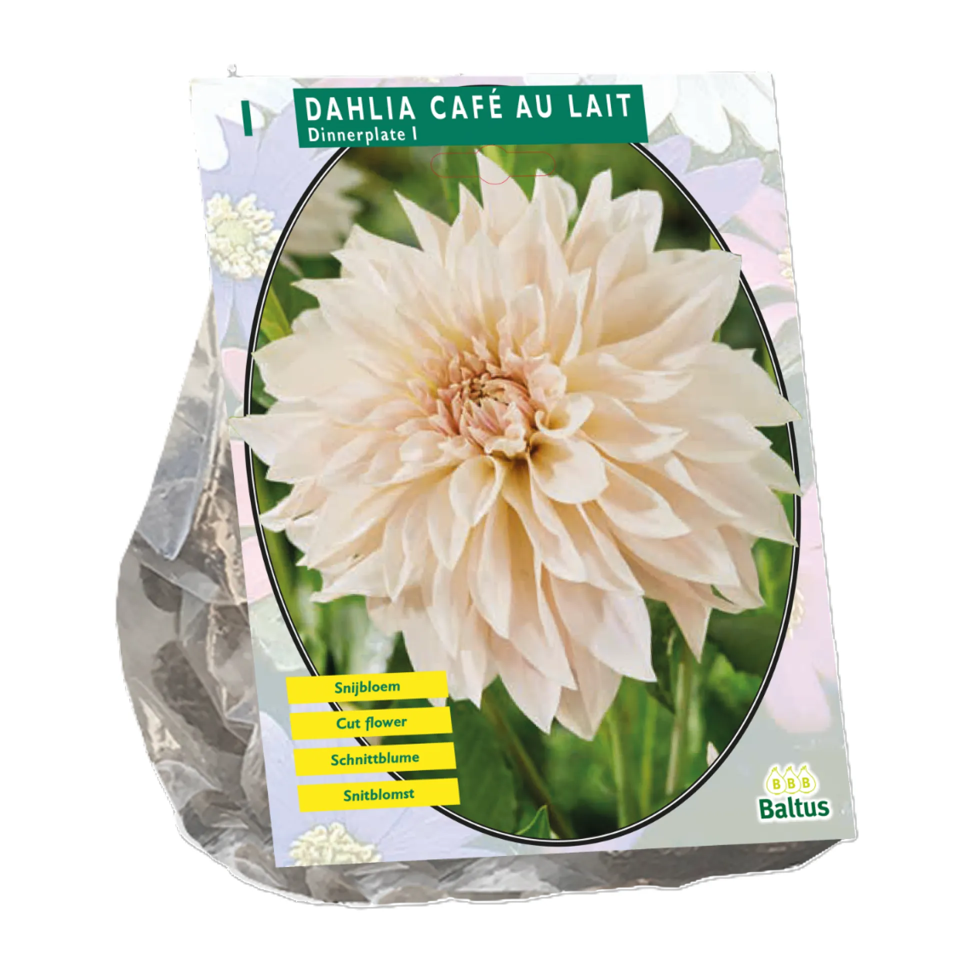 Dahlia Dinnerplate Café au Lait per 1