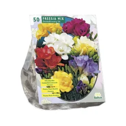 Freesia Mix per 50 dubbel