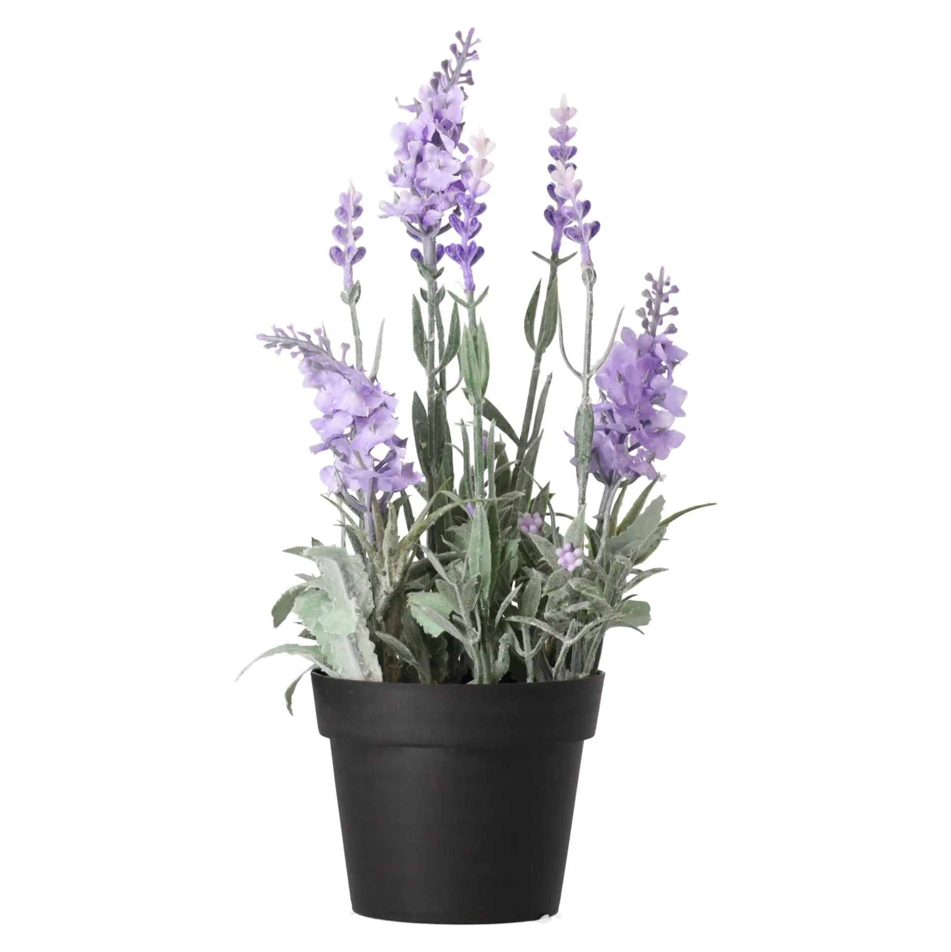 Lavendel in pot 25 cm 3 assorti