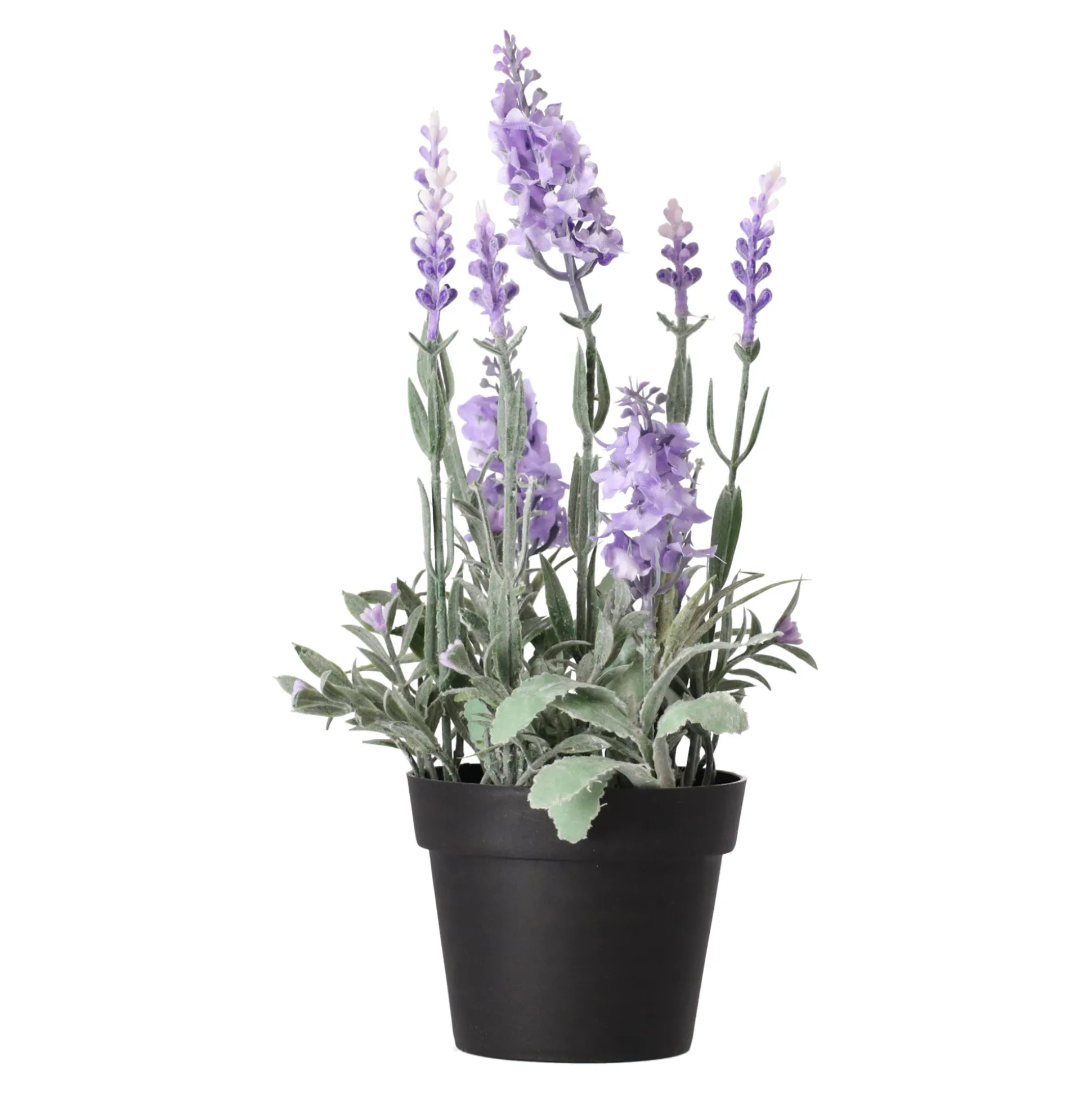 Lavendel in pot 25 cm 3 assorti