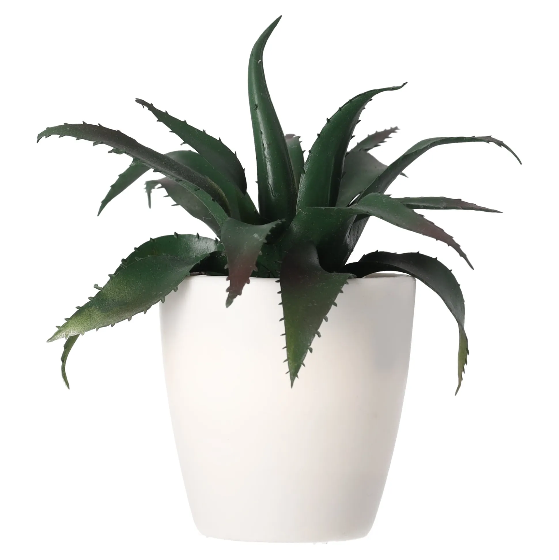 Mini vetplant decoratie 15 cm assorti